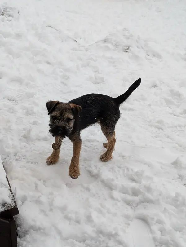 Hector the dog in the snow