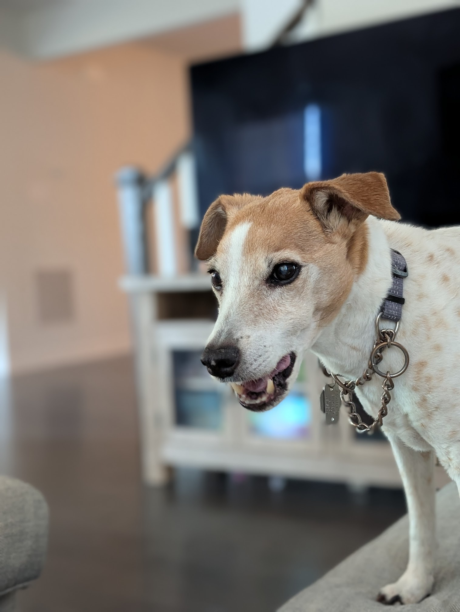 Seymour, a Jack Russell Terrier