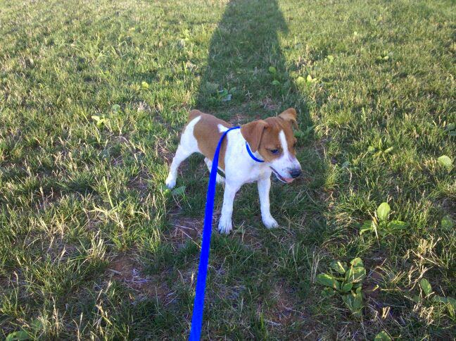 Young Seymour on a blue leash in the grass