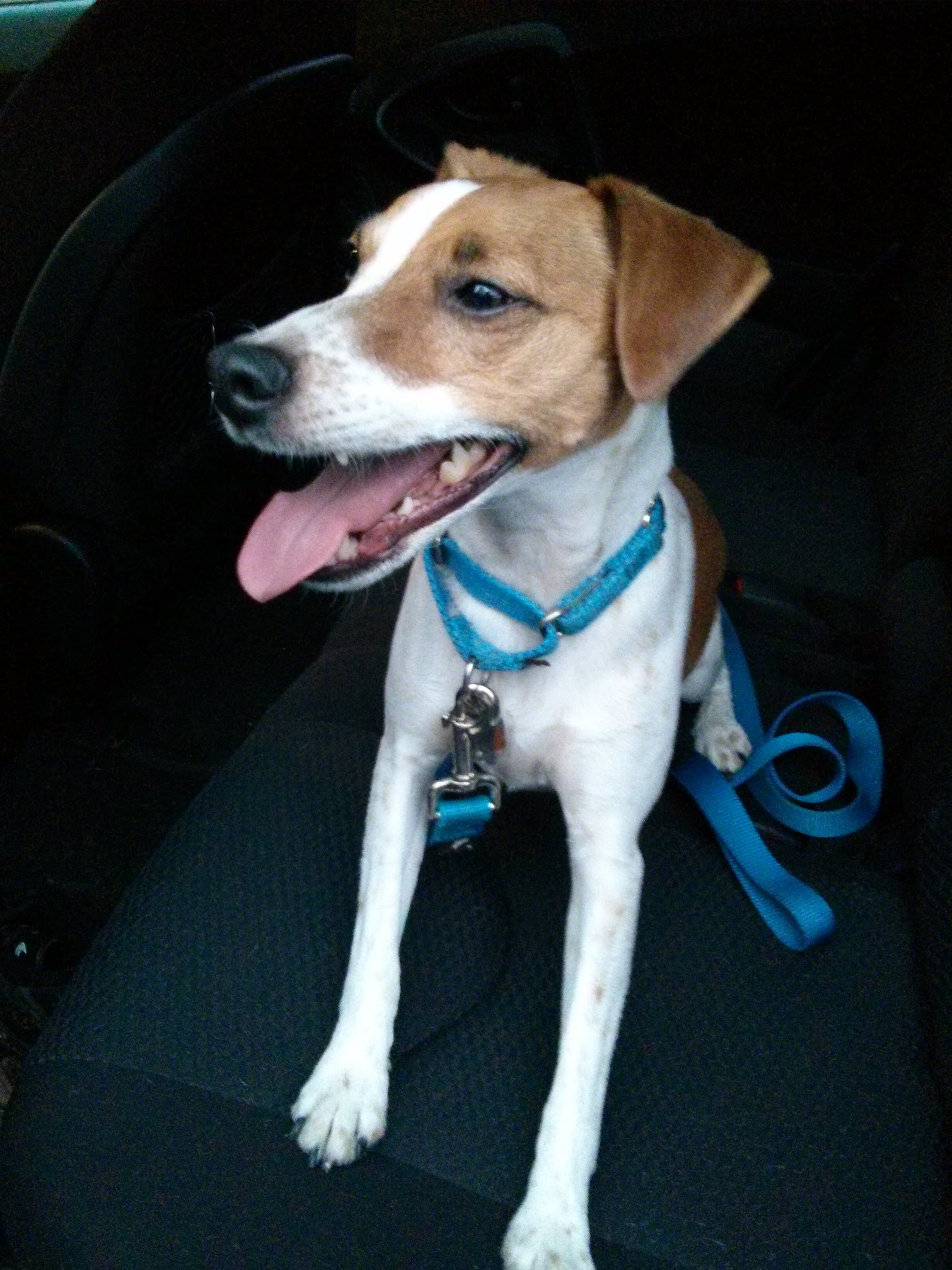 Seymour sitting in a car seat with blue collar, tongue out