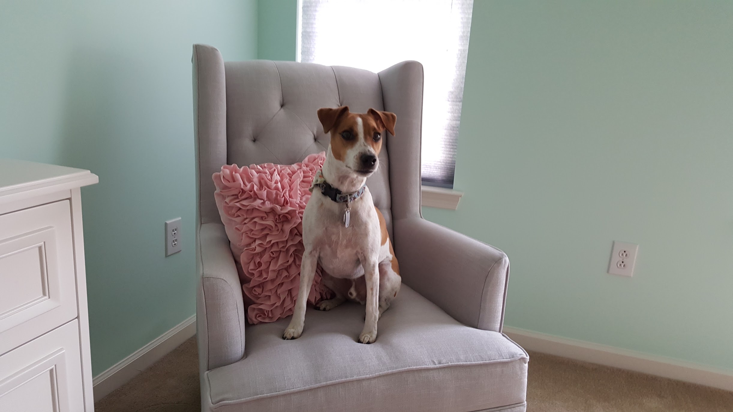 Seymour sitting upright in a wingback chair
