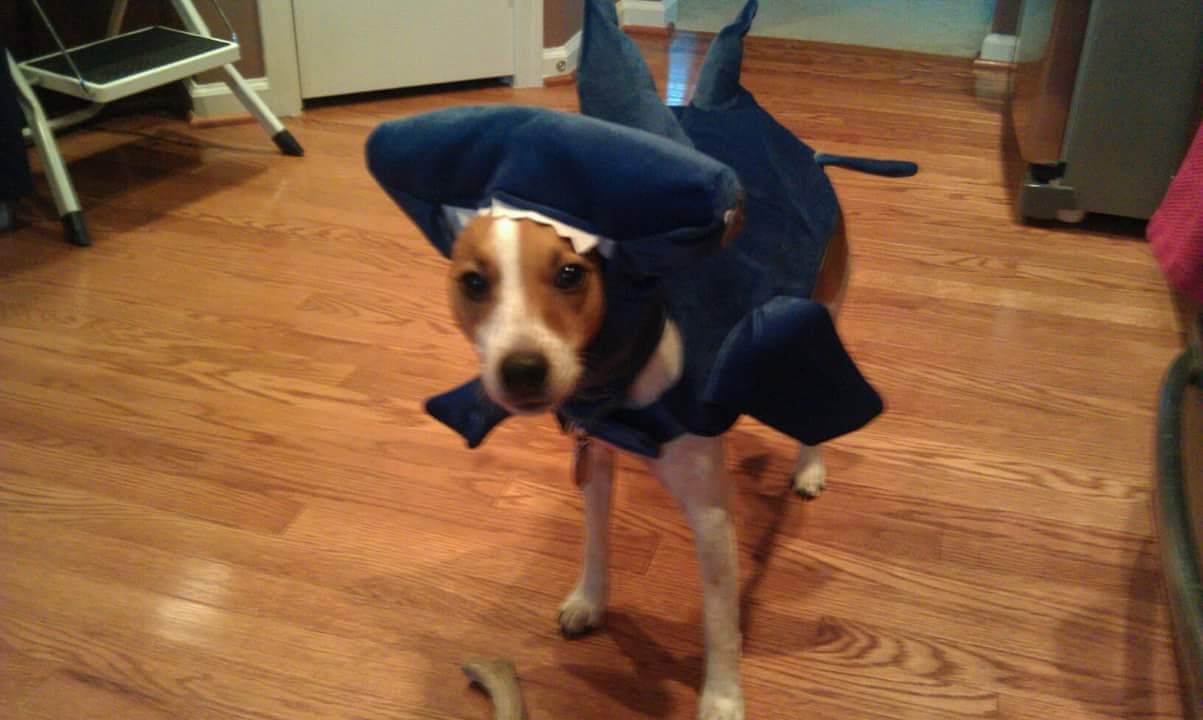 Seymour in a shark costume for Halloween