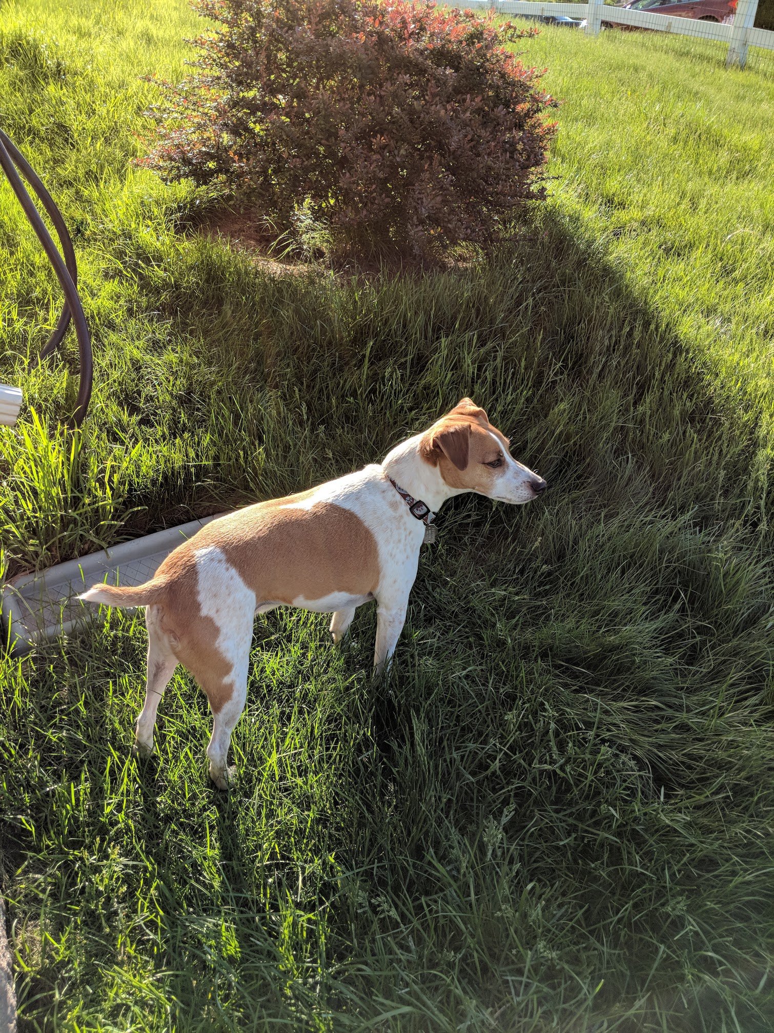 Seymour standing alert in tall grass in the backyard