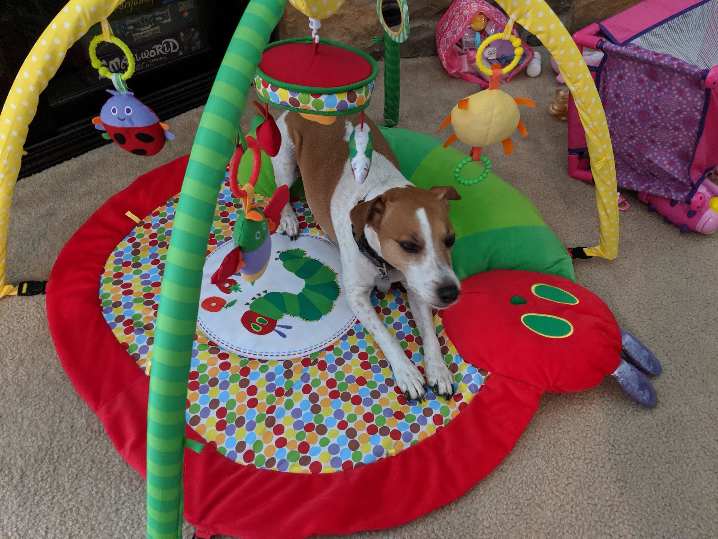 Seymour napping on a colorful baby play mat