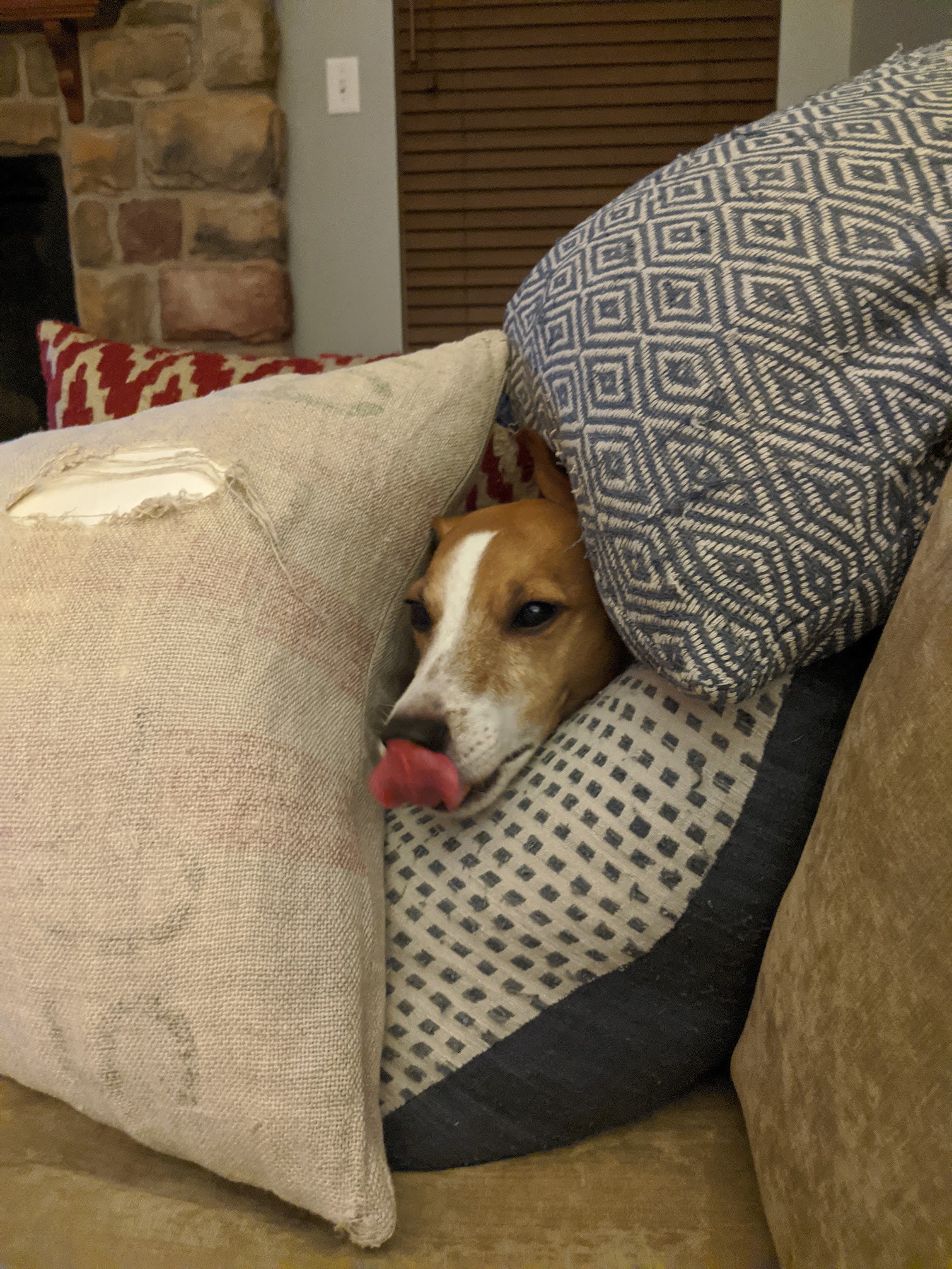 Seymour burrowed between couch pillows with tongue out