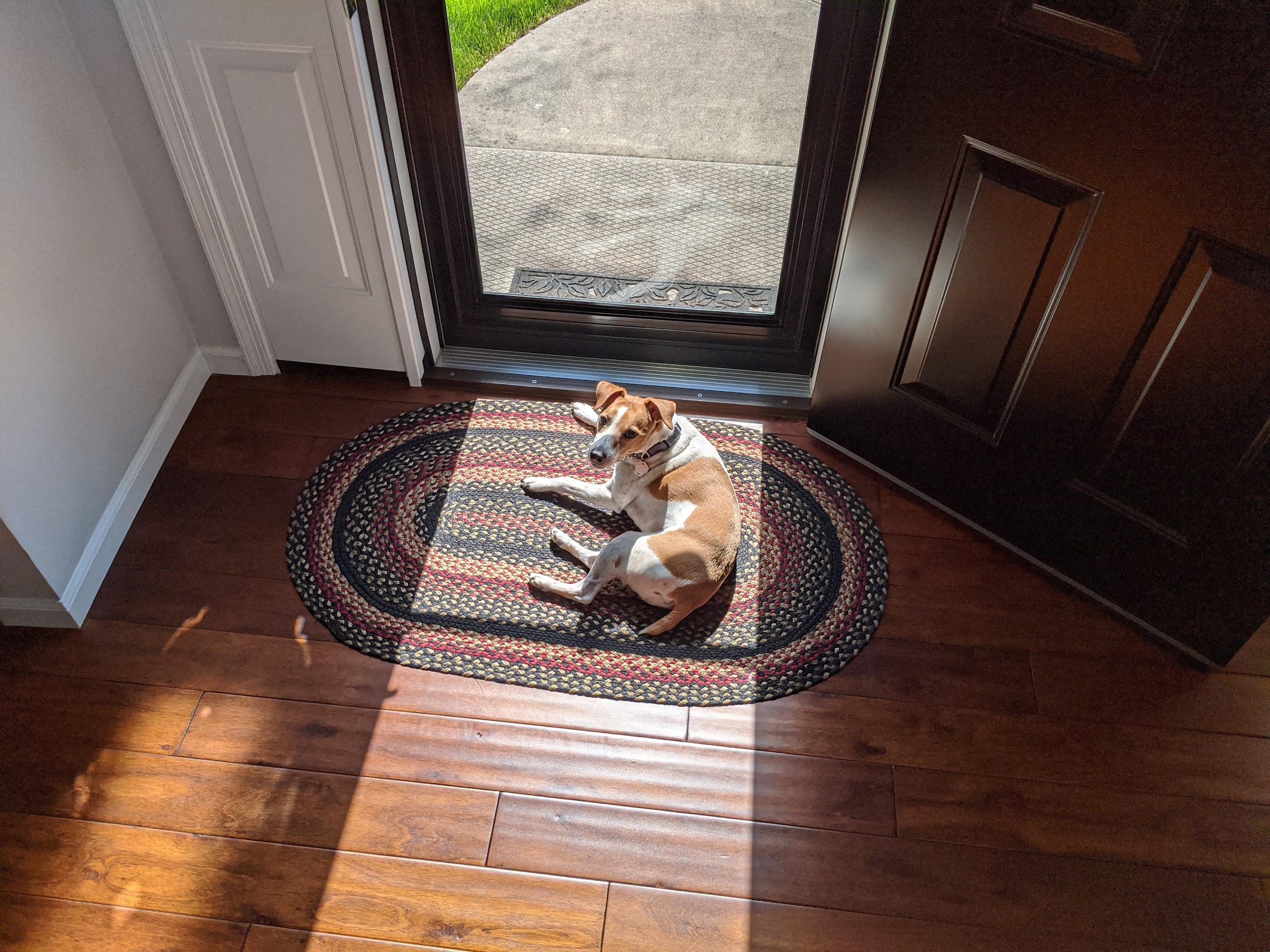 Seymour lying on a rug by the front door in a patch of sunlight