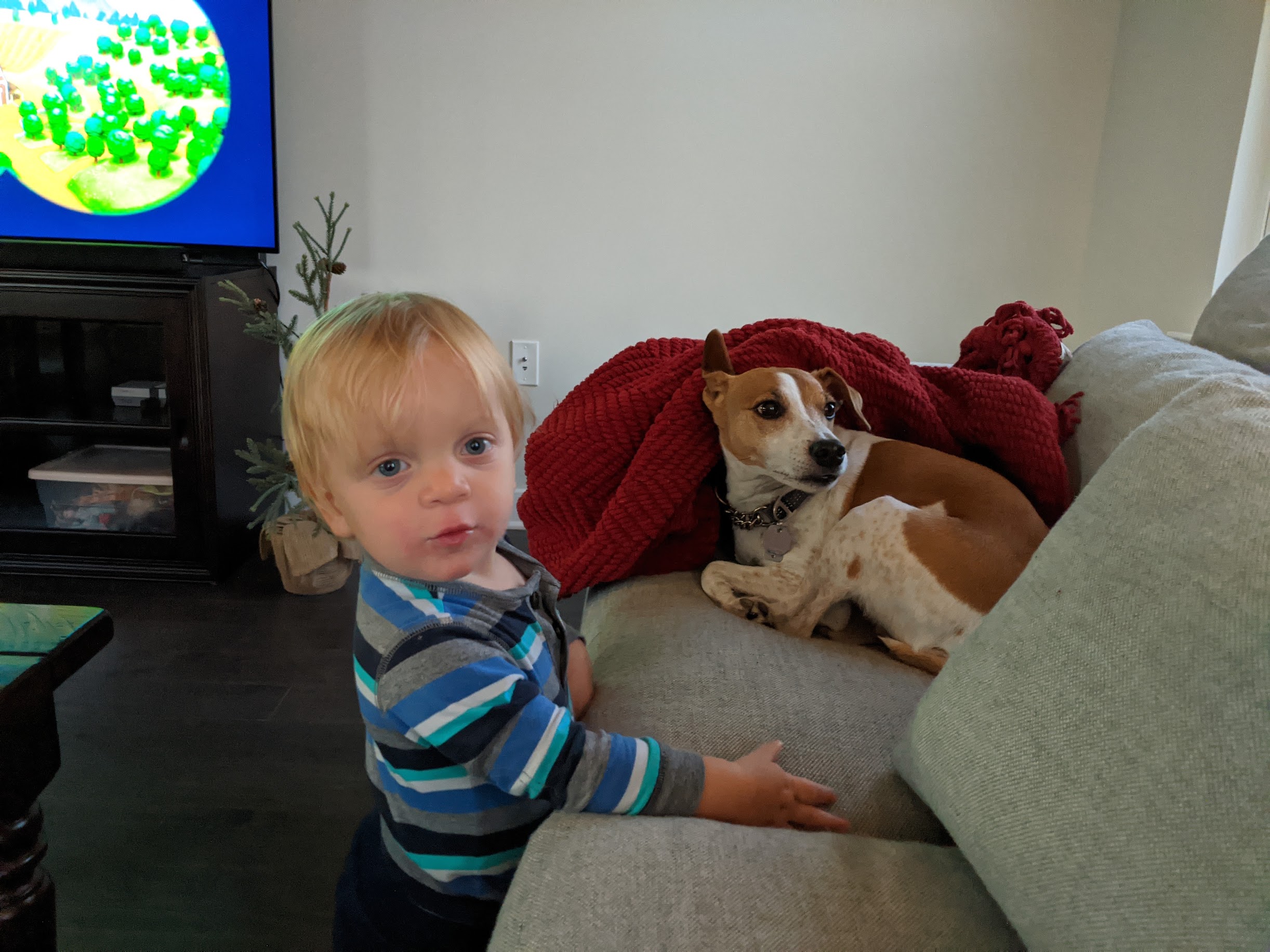 A toddler standing by the couch where Seymour is resting