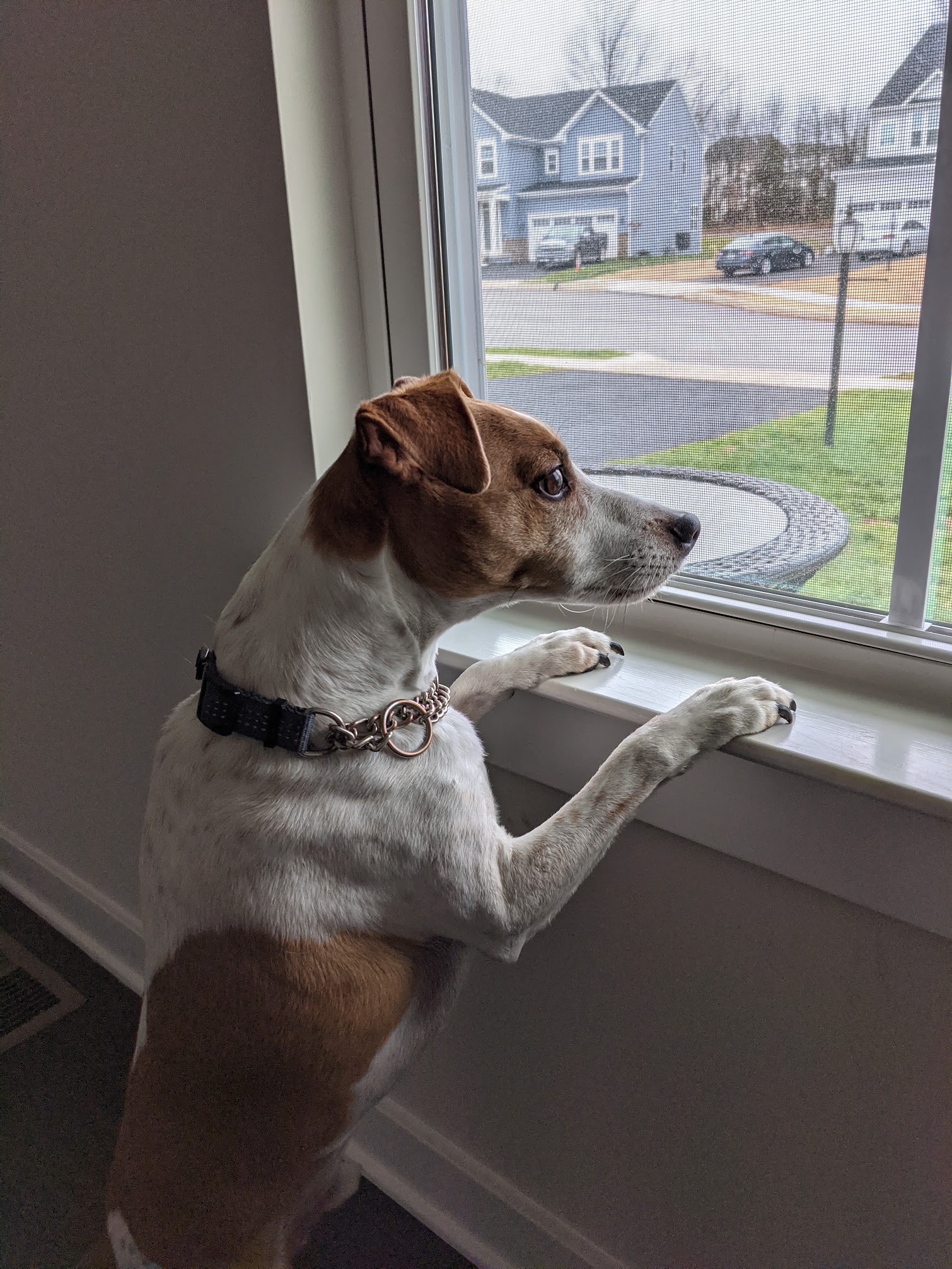 Seymour standing at the window, watching the neighborhood on Christmas