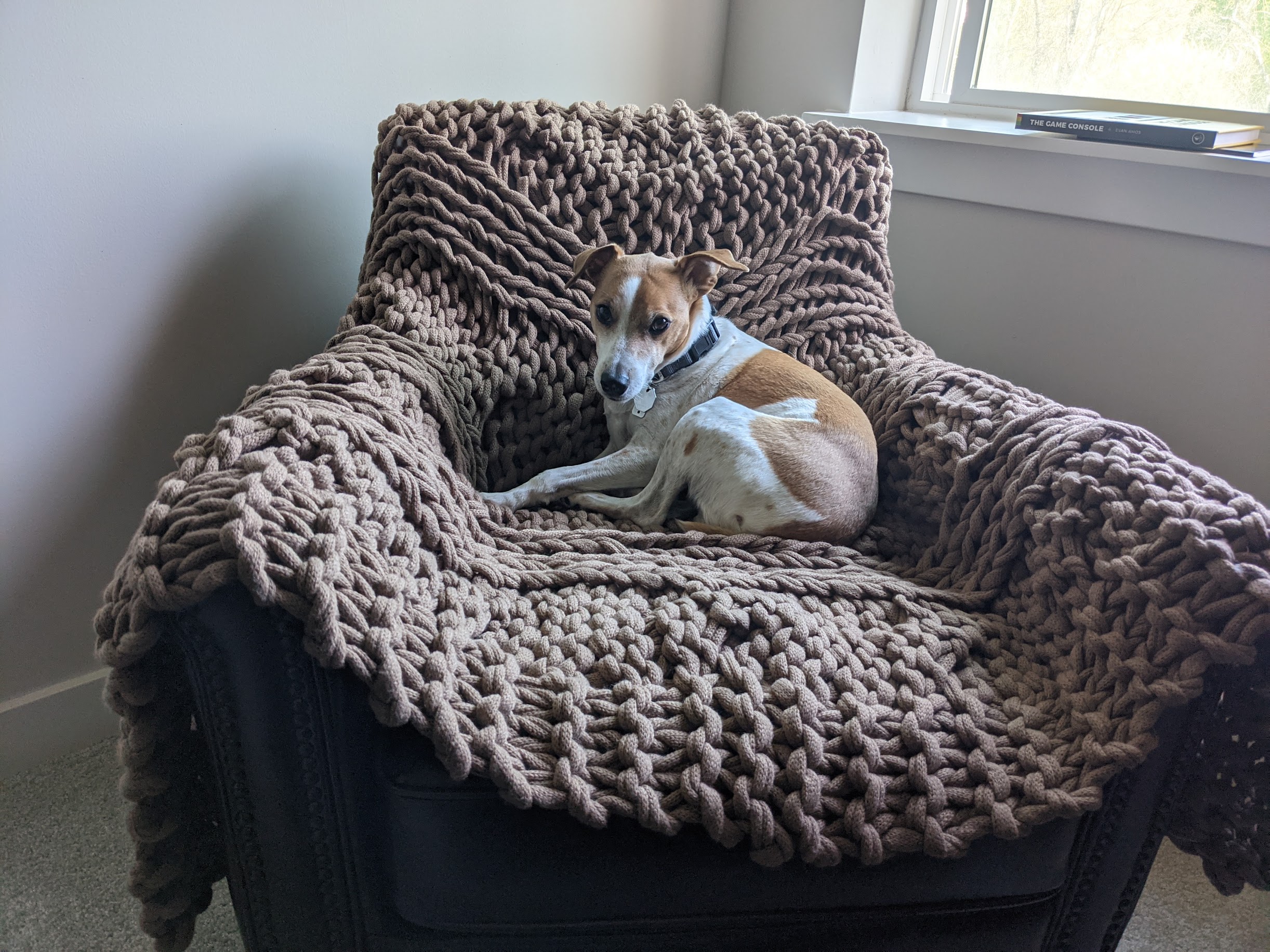 Seymour curled up on a chunky knit blanket on a chair