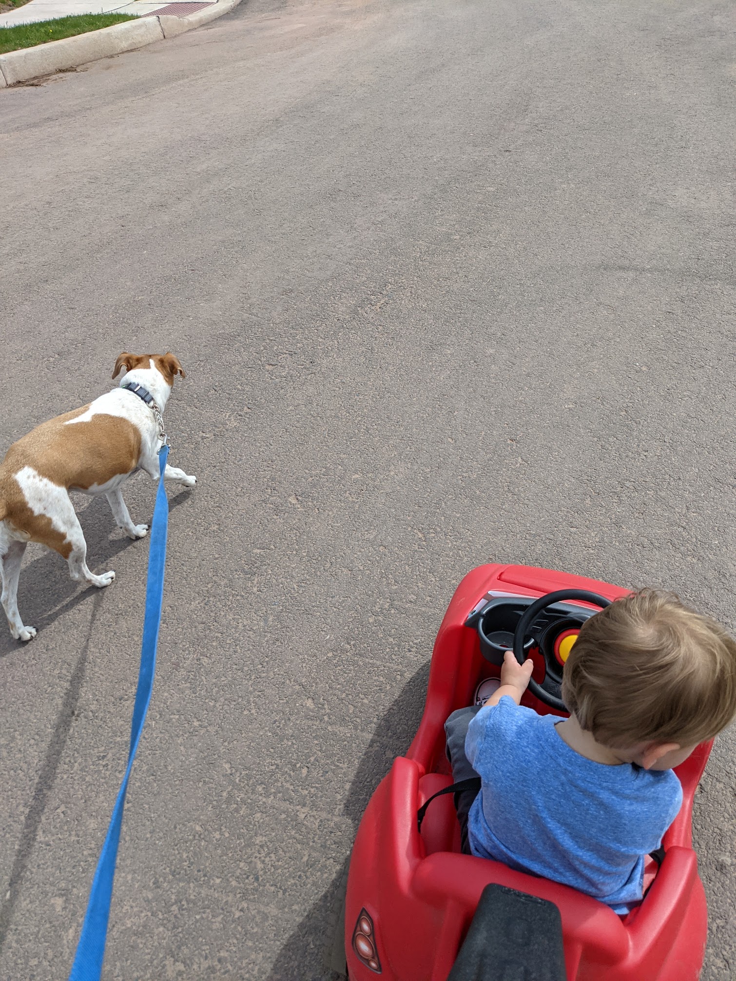A child in a red wagon being walked alongside Seymour on leash
