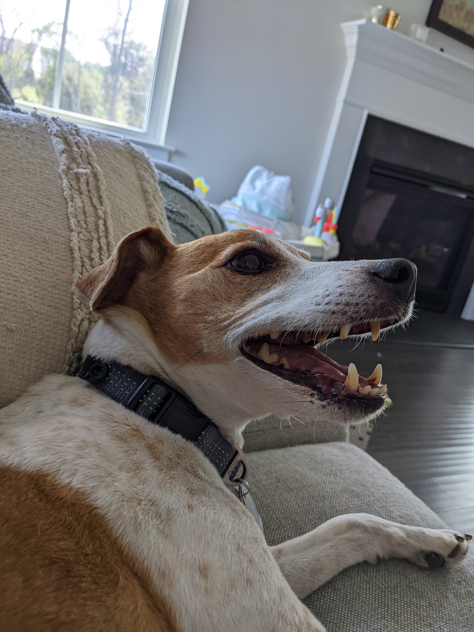 Seymour yawning on the couch, looking happy
